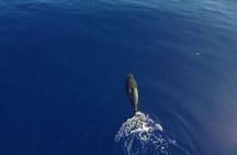 Unique whale watching experience in Mauritius
