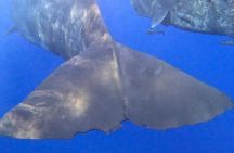 Unique whale watching experience in Mauritius