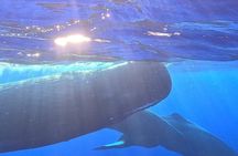 Unique whale watching experience in Mauritius