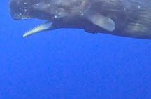 Unique whale watching experience in Mauritius