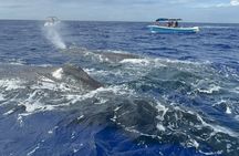 Unique whale watching experience in Mauritius