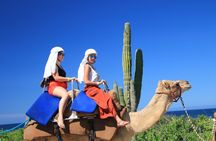Camel Ride in Cabo San Lucas with Pick up and All Inclusive