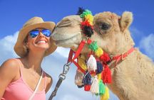 Camel Ride in Cabo San Lucas with Pick up and All Inclusive