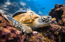 Private Los Cabos snorkeling tour to Chileno bay and Santa Maria cove