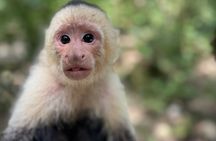 Crazy Clem Sloths, Monkeys & Island Adventure With a local guide