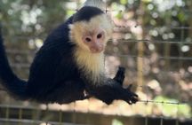 Crazy Clem Sloths, Monkeys & Island Adventure With a local guide