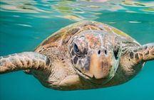 Snorkel with the Turtles - Fast Boat