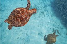 Snorkel with the Turtles - Fast Boat