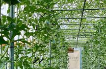 Seasonal Fruit Picking & Dream Cattle Farm Full-Day Experience