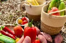 Seasonal Fruit Picking & Dream Cattle Farm Full-Day Experience