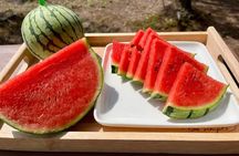 Seasonal Fruit Picking & Dream Cattle Farm Full-Day Experience