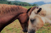 Tour to Horseback Riding & Cave Tubing Adventure from Placencia