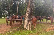 Tour to Horseback Riding & Cave Tubing Adventure from Placencia