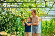 Seasonal Fruit Picking & Dream Cattle Farm Full-Day Experience