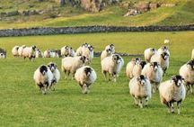 Yorkshire Dales Tour from York