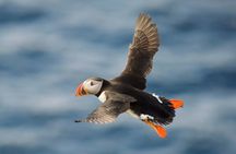 Whale Watching and Puffin Tour from Hauganes