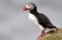 Whale Watching and Puffin Tour from Hauganes