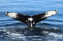 Whale Watching and Puffin Tour from Hauganes