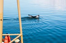 Whale Watching and Puffin Tour from Hauganes