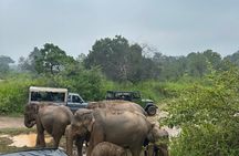 Minneriya And Kaudulla National Park Safari- From Sigiriya