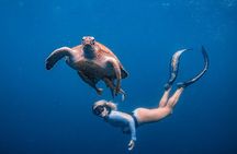 Los Cabos Snorkeling Tour to Chileno Bay and Santa Maria Cove