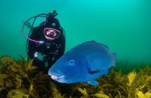 Guided Scuba Dive in Sydney