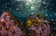 Guided Scuba Dive in Sydney