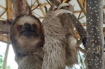 Roatan Sloth Sanctuary Visit Zipline Canopy and Island Tour