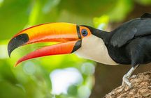 Roatan Sloth Sanctuary Visit Zipline Canopy and Island Tour