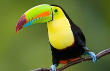 Roatan Sloth Sanctuary Visit Zipline Canopy and Island Tour