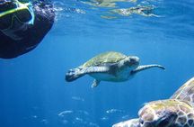 Tenerife Guided Snorkeling Tour with Gear