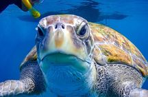 Tenerife Guided Snorkeling Tour with Gear