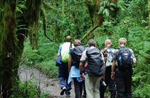 Kilimanjaro Day Hike Adventure