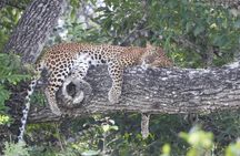 Yala National Park Full Day Wildlife Jeep Safari