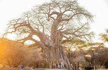 One Day Trip to Tarangire National Park the Home of Big 4