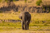 One Day Trip to Tarangire National Park the Home of Big 4