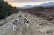 Dog cart-ride in Akureyri