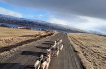 Dog cart-ride in Akureyri
