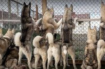 Dog cart-ride in Akureyri