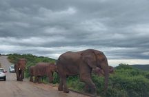 7 Days Garden Route Private Tour - Durban To Cape Town
