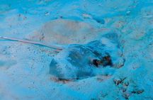 Phuket: Discover Scuba 3 Times Diving Racha Noi & Yai
