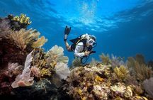 Key Largo 2-Tank Boat Dive for Certified Divers