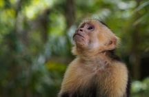 Unforgettable guided tour of Manuel Antonio National Park