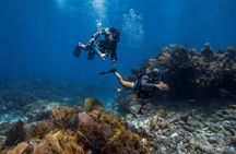 Learn to Scuba Dive with a Professional Instructor in Key Largo