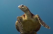 Turtle Quest Swim with Sea Turtles