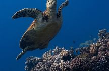 Turtle Quest Swim with Sea Turtles