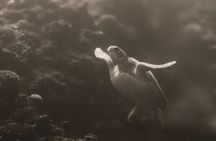 Turtle Quest Swim with Sea Turtles