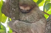 Unforgettable guided tour of Manuel Antonio National Park