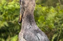 Mabamba swamp shoebill birdWatching Lake Victoria