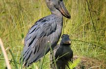 Mabamba swamp shoebill birdWatching Lake Victoria